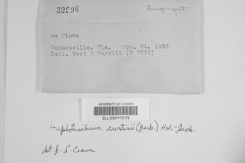Haplotrichum curtisii image