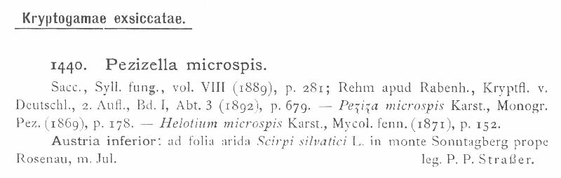 Calycellina microspis image