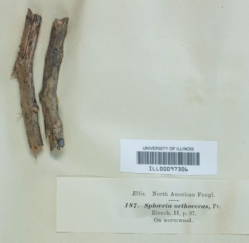 Diaporthe orthoceras image