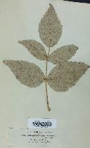 Phragmidium incrassatum var. gracile image