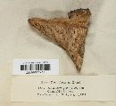 Daedalea quercina image