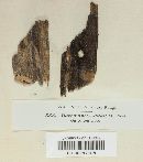 Dacrymyces stillatus image