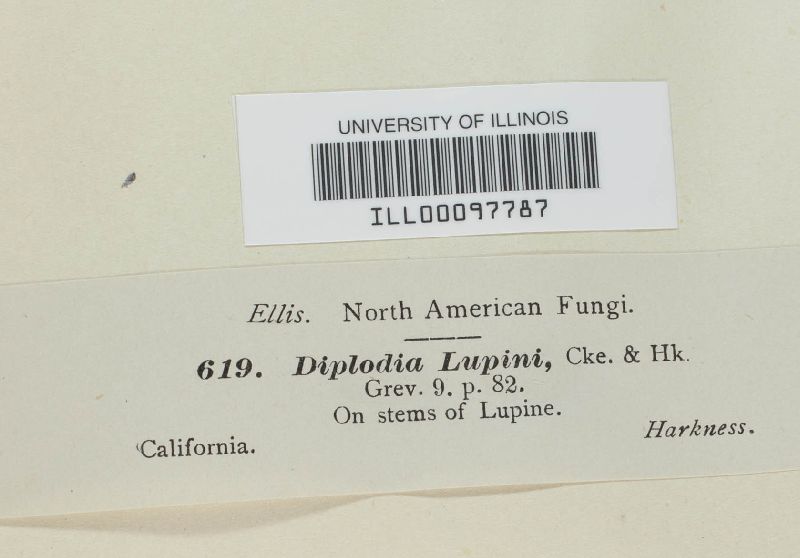 Diplodia lupini image