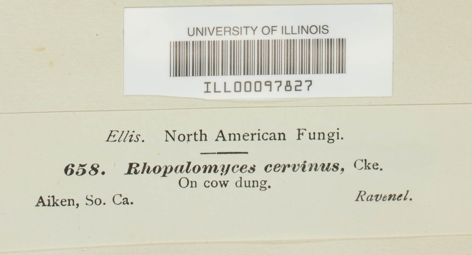 Rhopalomyces cervinus image