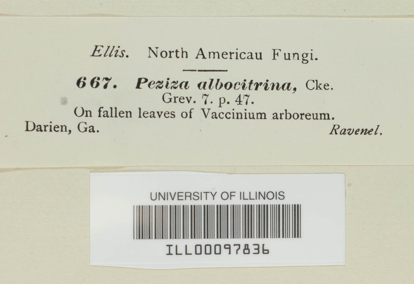 Peziza albocitrina image