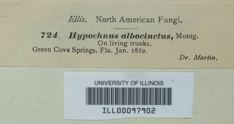 Hypochnus albocinctus image