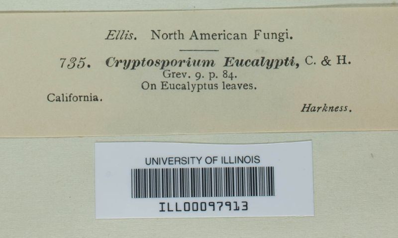 Cryptosporium eucalypti image