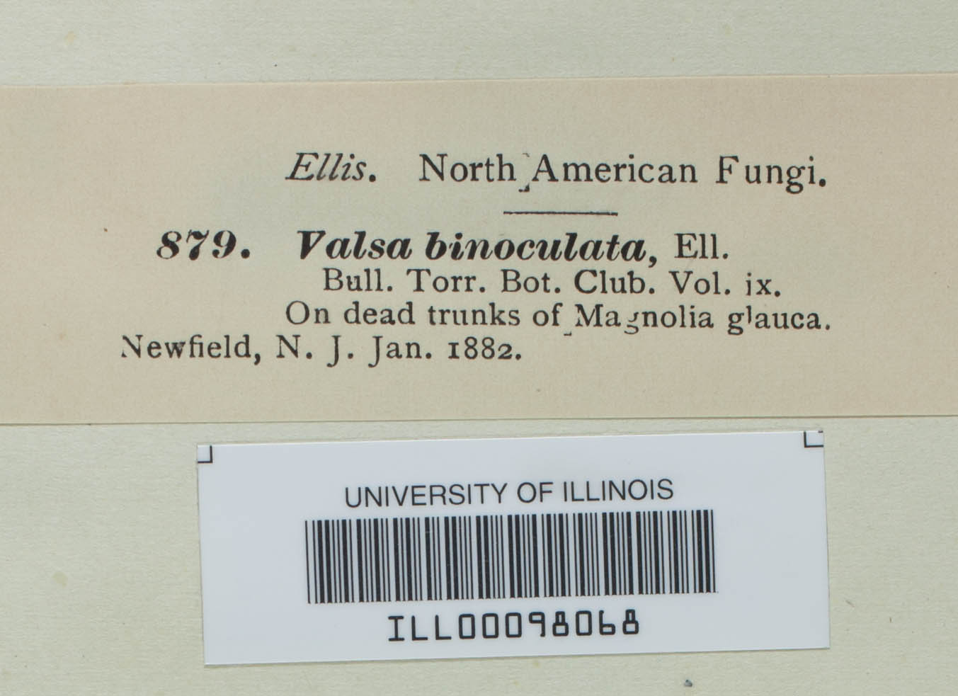 Valsa binoculata image