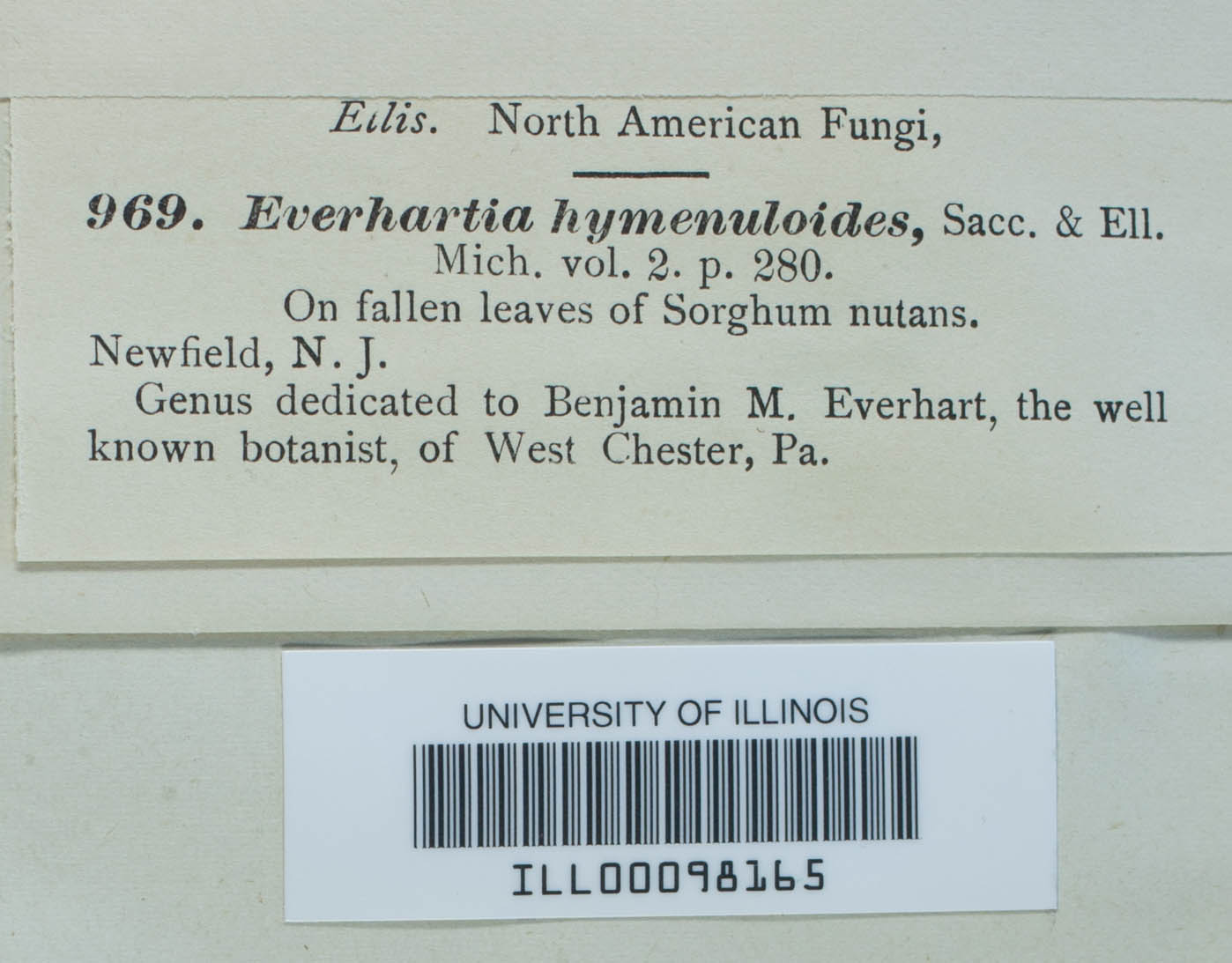Everhartia hymenuloides image