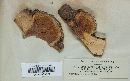 Cronartium quercuum image