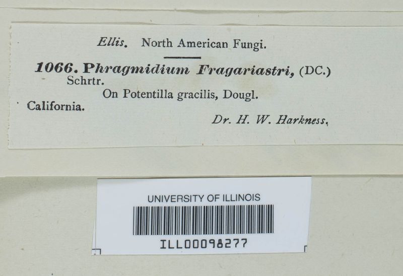 Phragmidium fragariae image