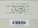 Coltricia cinnamomea image