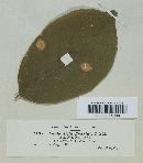 Phyllosticta fraxini image