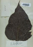 Macrosporium catalpae image