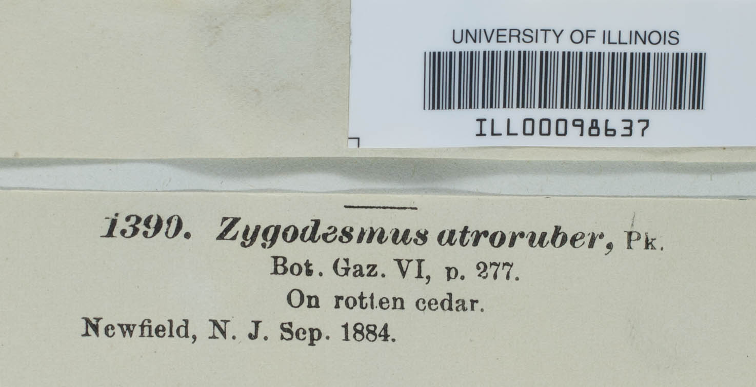 Zygodesmus atroruber image