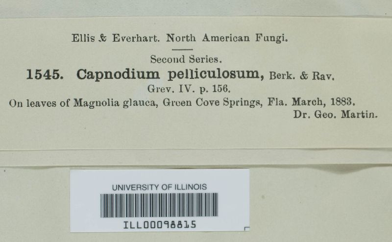 Capnodium pelliculosum image