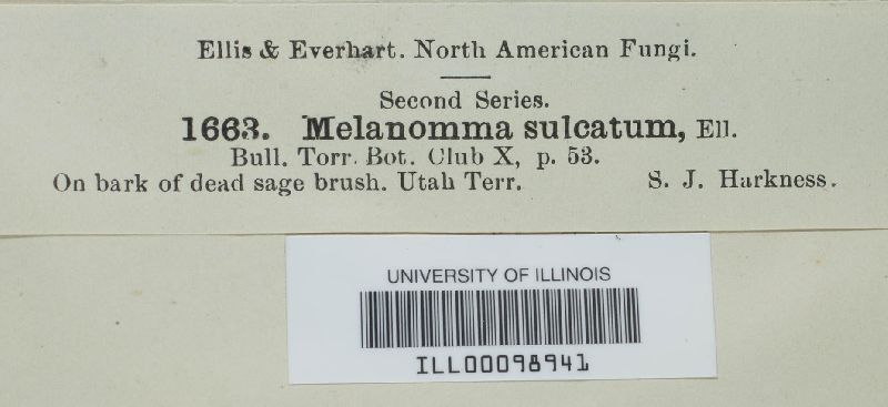 Melanomma sulcatum image