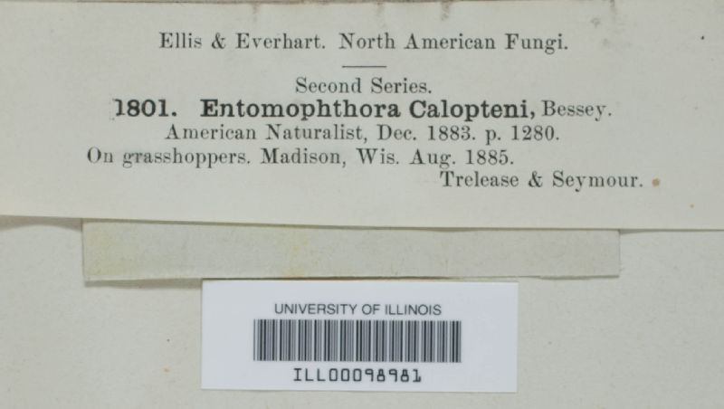 Entomophaga calopteni image