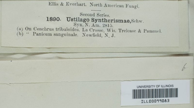 Ustilago syntherismae image
