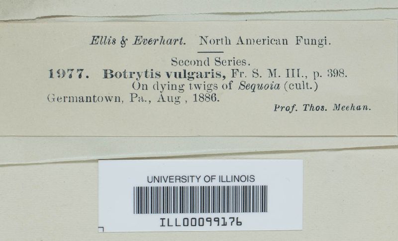 Botryotinia fuckeliana image