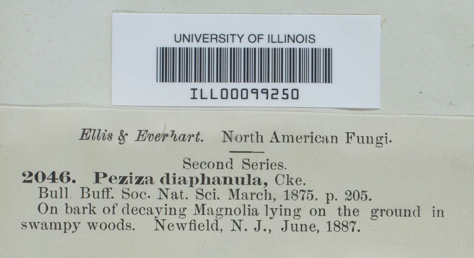 Peziza diaphanula image