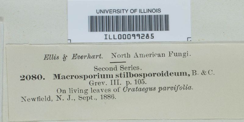 Macrosporium stilbosporoideum image
