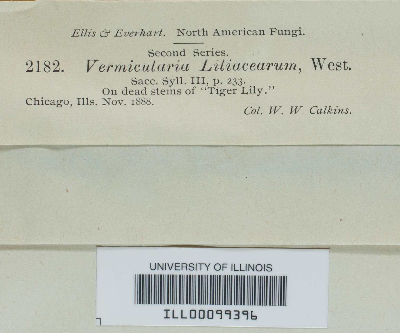 Colletotrichum liliacearum image