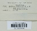 Stilbum sebaceum image