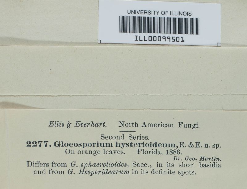 Gloeosporium hysterioideum image