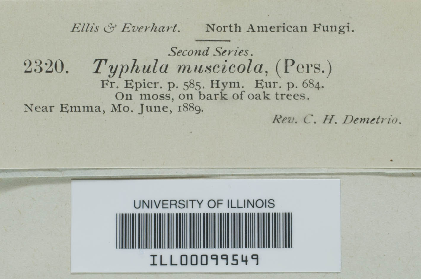 Eocronartium muscicola image