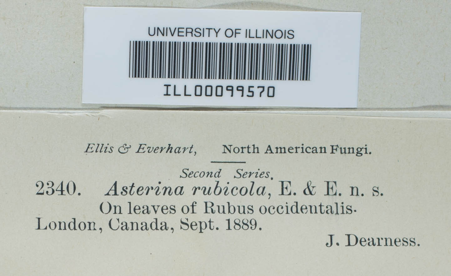 Hormotheca rubicola image