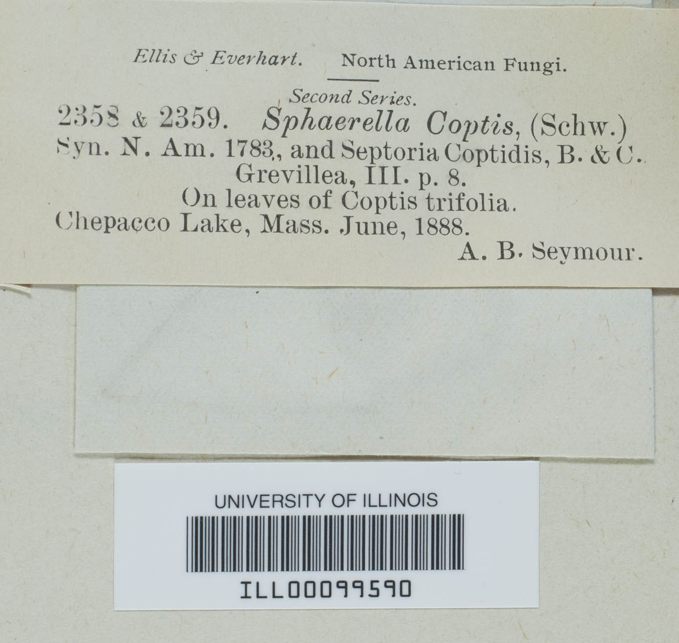 Sphaerella coptis image