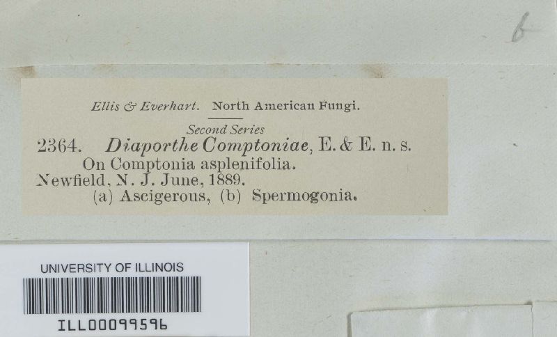 Diaporthe comptoniae image