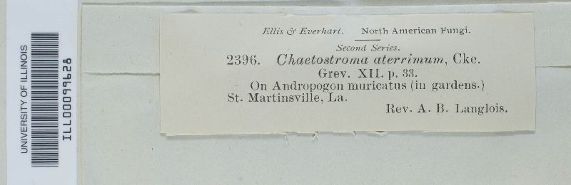 Chaetostroma aterrimum image