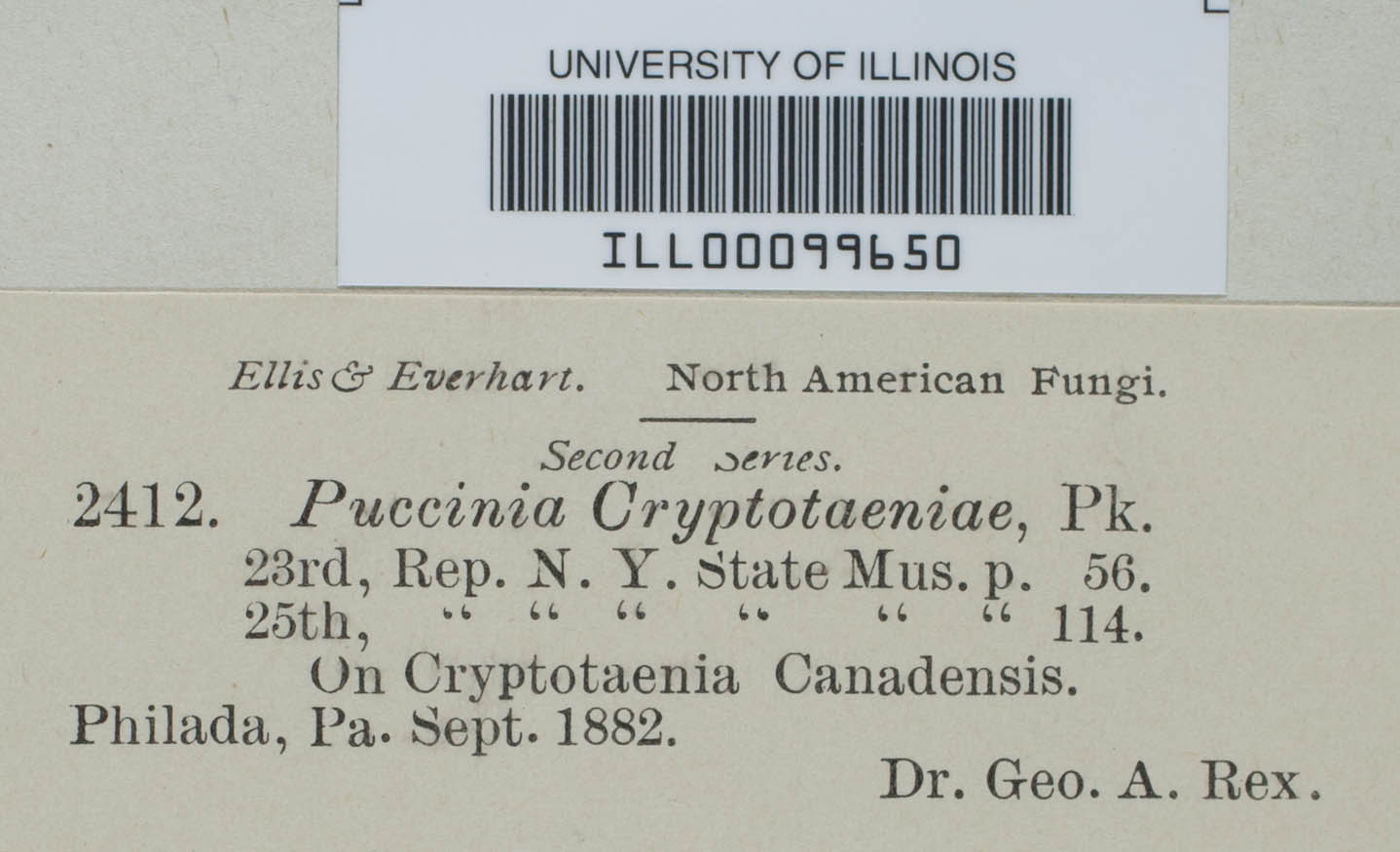 Puccinia cryptotaeniae image