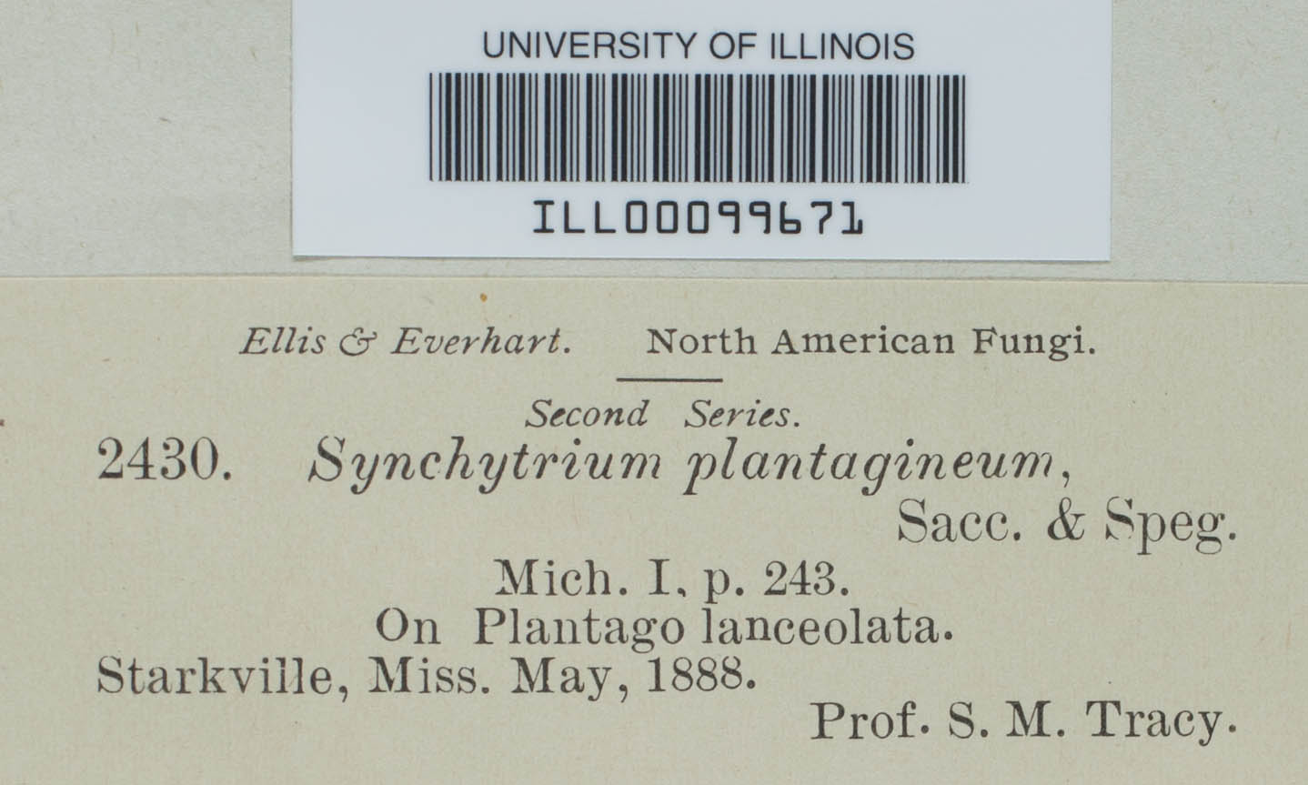 Synchytrium plantagineum image