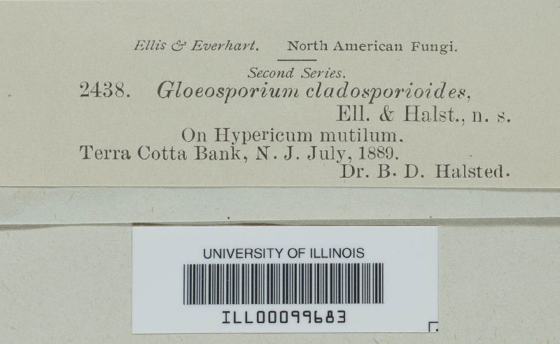 Gloeosporium cladosporioides image