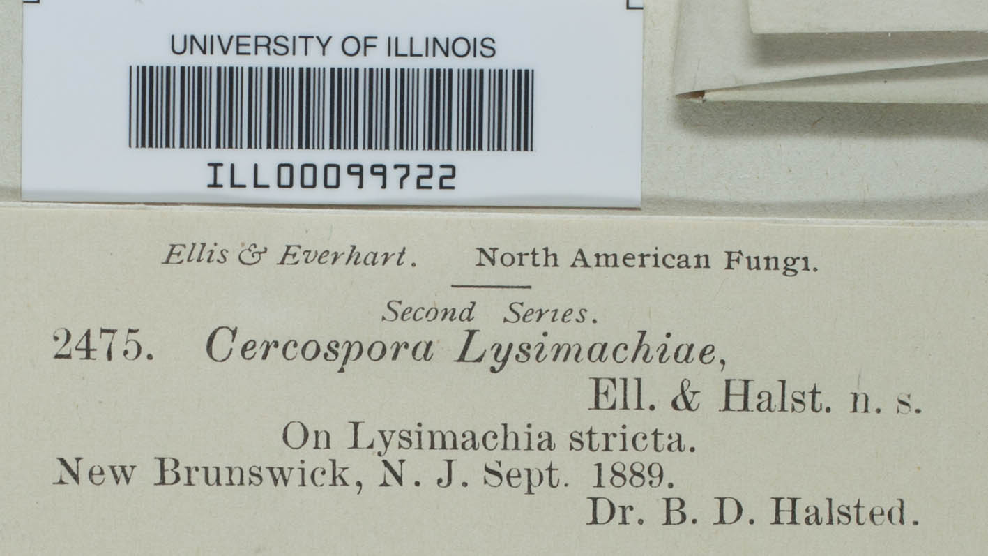 Cercospora lysimachiae image
