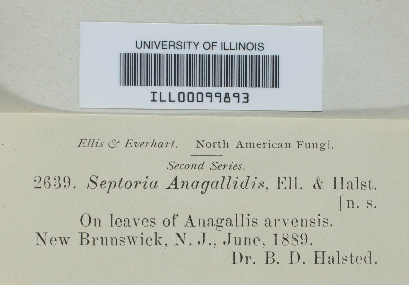 Septoria anagallidis image