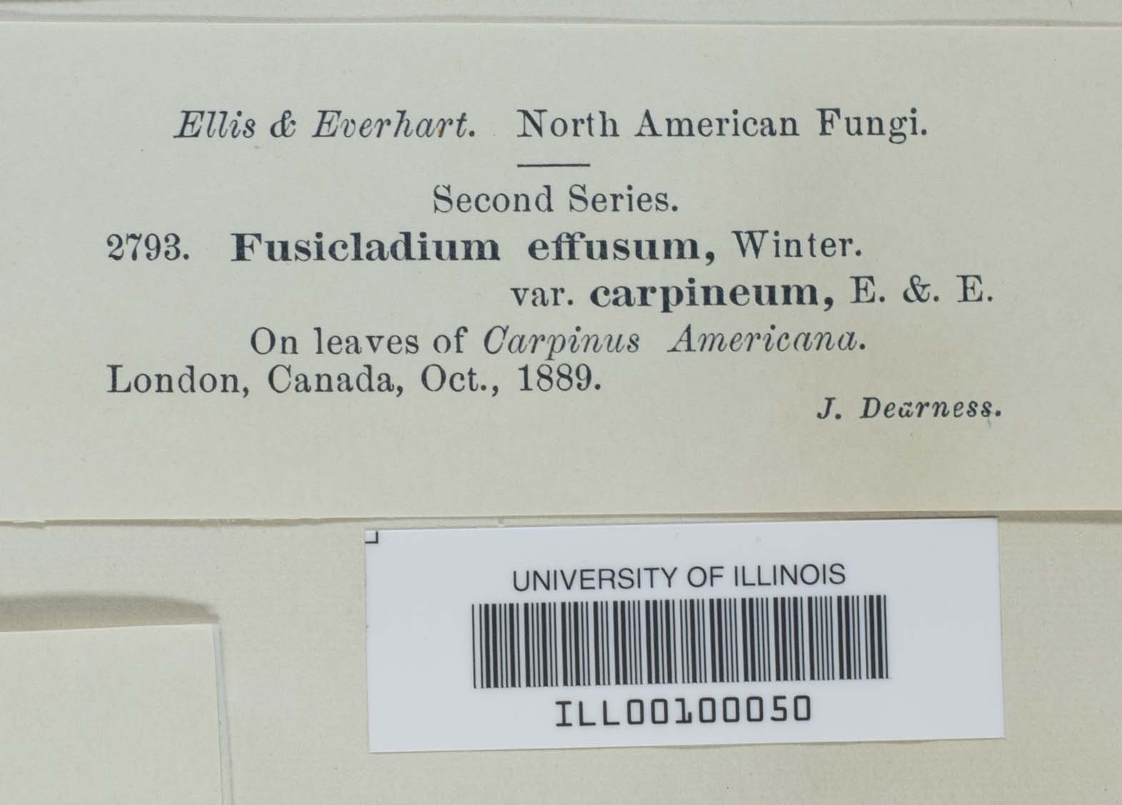 Fusicladium carpineum image