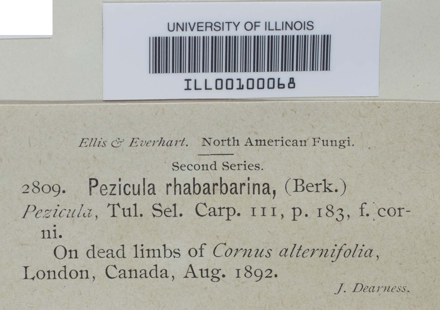 Pezicula rubi image