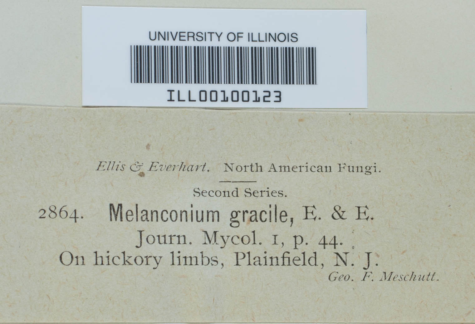 Melanconium gracile image