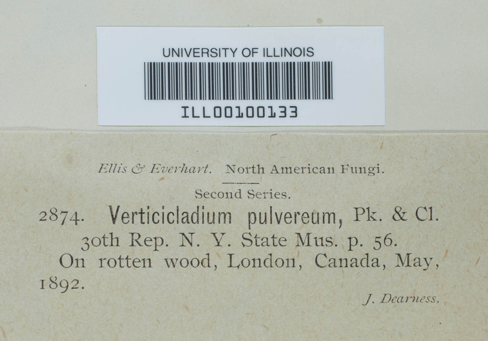 Verticicladium pulvereum image