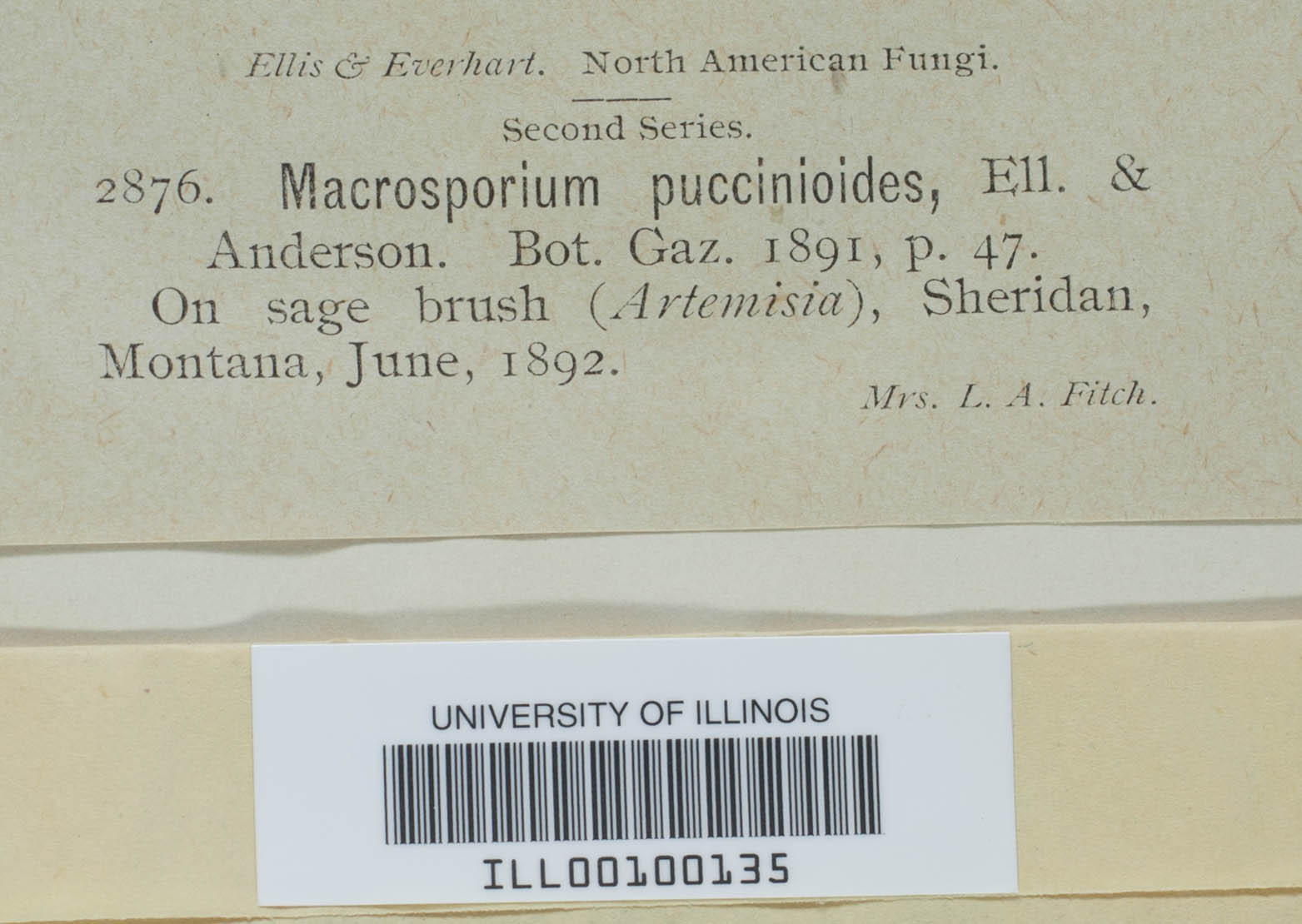 Macrosporium puccinioides image