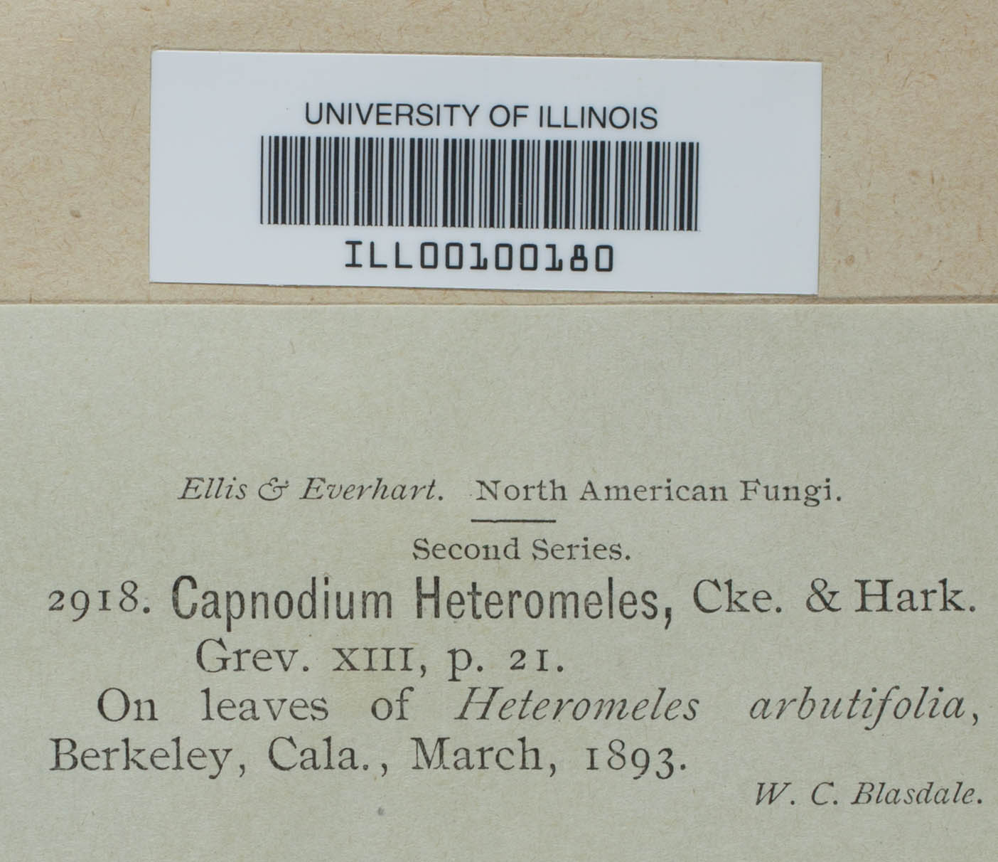 Capnodium heteromeles image