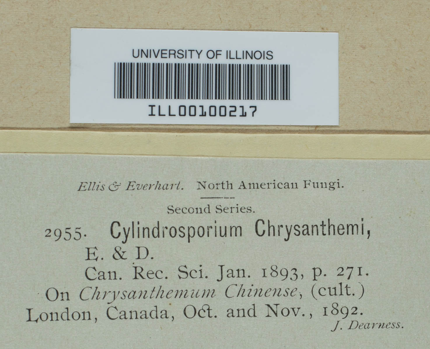 Cylindrosporium chrysanthemi image