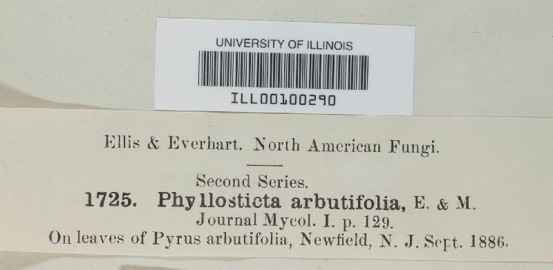 Phyllosticta arbutifolia image