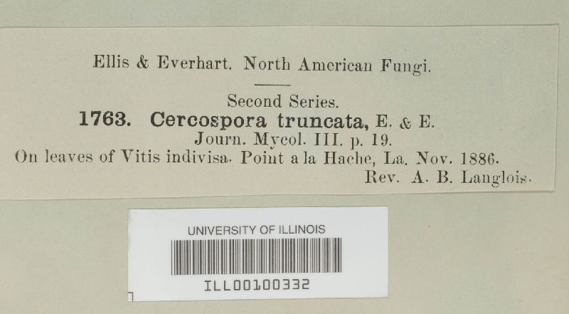 Cercospora truncata image