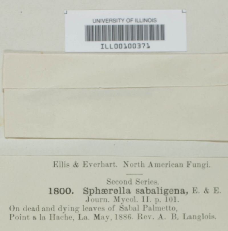 Sphaerella sabaligena image