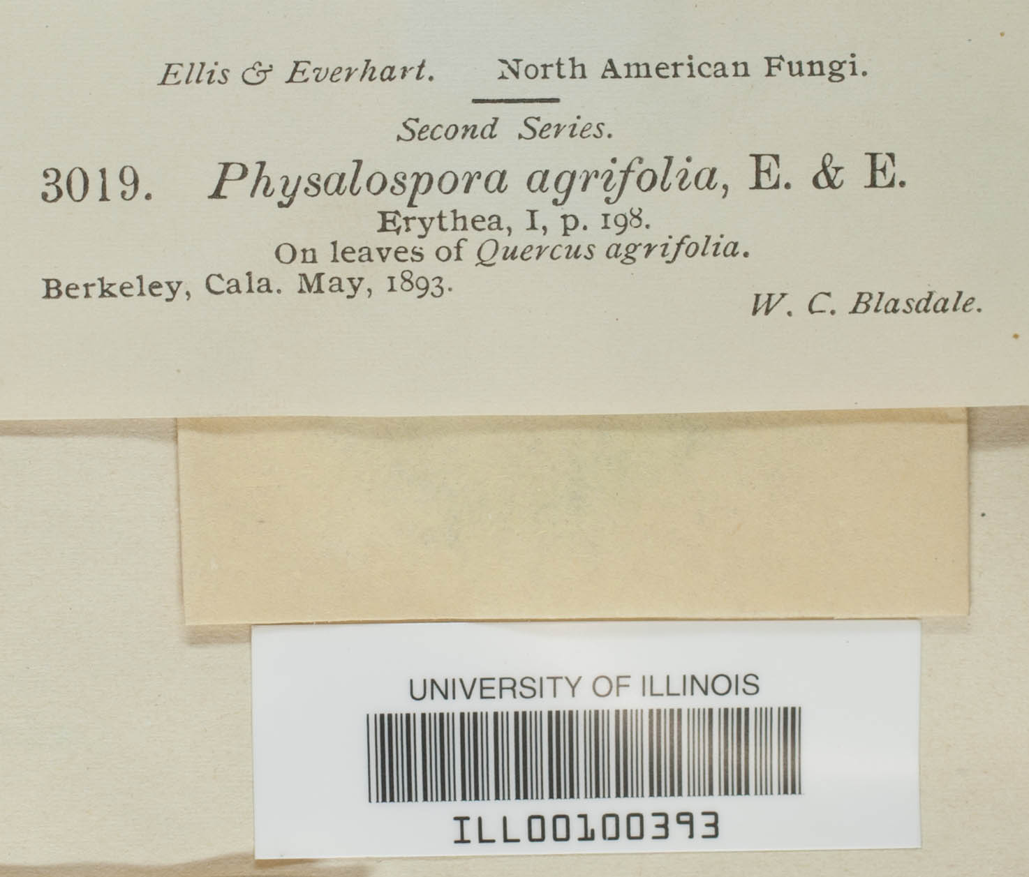 Physalospora agrifolia image
